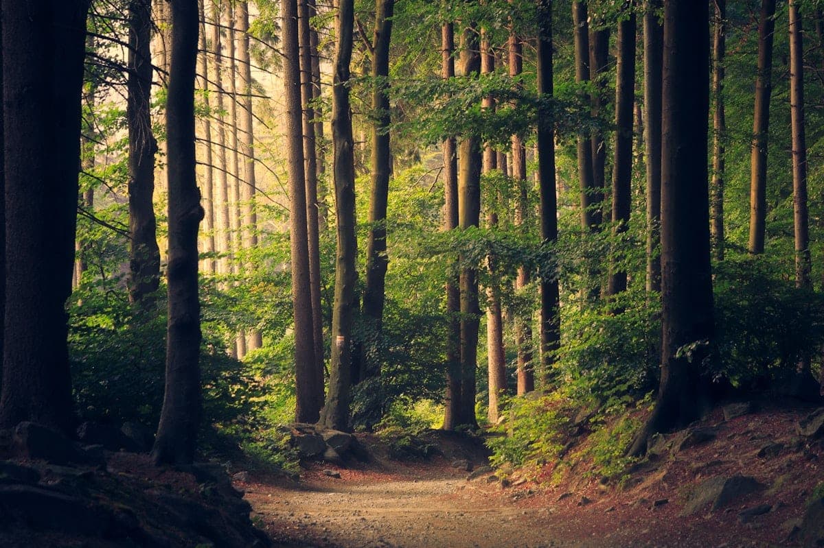 Trail